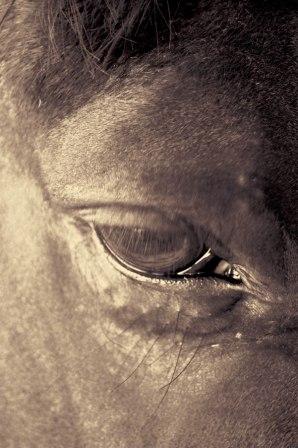 Horse Times Egypt: Equestrian Magazine :Articles :Sports Psychology Using The Power Of The Mind In Competitive Equestrian Sport