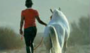 Horse Times Egypt: Equestrian Magazine :Articles :The Ride of Your Life