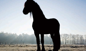 Horse Times Egypt: Equestrian Magazine :Articles :Arnd Bronkhorst