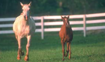 Horse Times Egypt: Equestrian Magazine :Articles :Colic Causes and Prevention