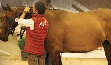 Horse Times Egypt: Equestrian Magazine :Articles :FENCES AUCTION 2017 THE ELITE OF THE ELITE