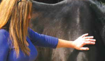 Horse Times Egypt: Equestrian Magazine :Articles :HOLISTIC HEALTH FOR HORSES & THEIR RIDERS WITH HORSE HEAL (PART 1)