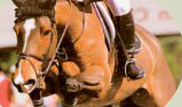 Horse Times Egypt: Equestrian Magazine :Articles :Horse Nutrition (Part 2)