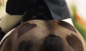 Horse Times Egypt: Equestrian Magazine :Articles :How To Be A Trainer Part 12 Dressage For Jumping Part 2