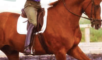 Horse Times Egypt: Equestrian Magazine :Articles :How to be a Trainer (Part 7 C): The Horse's Mental Fitness (Part 3)