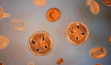 Horse Times Egypt: Equestrian Magazine :Articles :MEDICAL BABESIOSIS