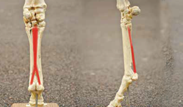 Horse Times Egypt: Equestrian Magazine :Articles :MEDICAL TIPS DEGENERATIVE SUSPENSORY LIGAMENT DESMITIS 