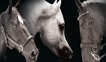 Horse Times Egypt: Equestrian Magazine :Articles :TRAINING TIPS CONGRATULATIONS YOU FAILED!                                                