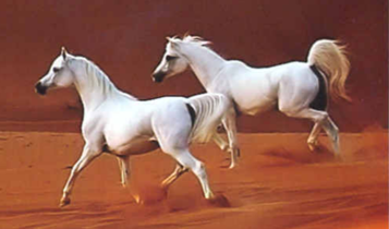 Horse Times Egypt: Equestrian Magazine :Articles :The Abu Dhabi Hunting & Equestrian Exhibition (ADIHEX)