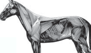 Horse Times Egypt: Equestrian Magazine :Articles :Vet Corner the Management of Lameness in a Horse