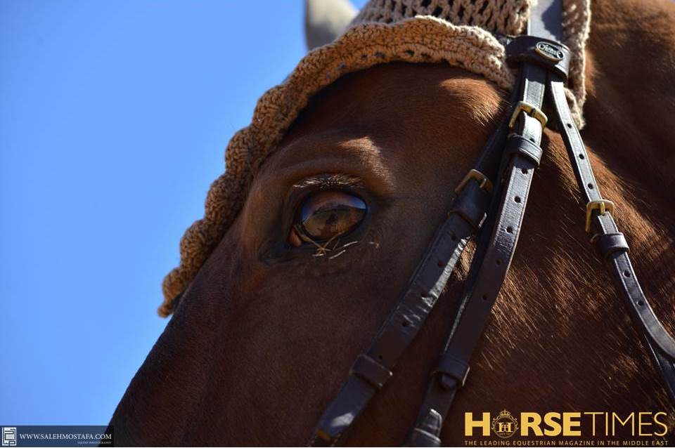 Horse Times Egypt: Equestrian Magazine :News :CSI1*MOSTAGANEM: SHOW JUMPING IN ALGERIA