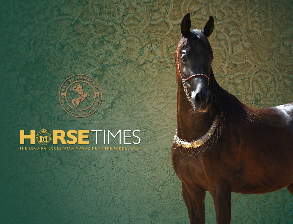 Horse Times Egypt: Equestrian Magazine :News :Mesmerizing Beauty of Arabian Horses at El Zahraa Stud 