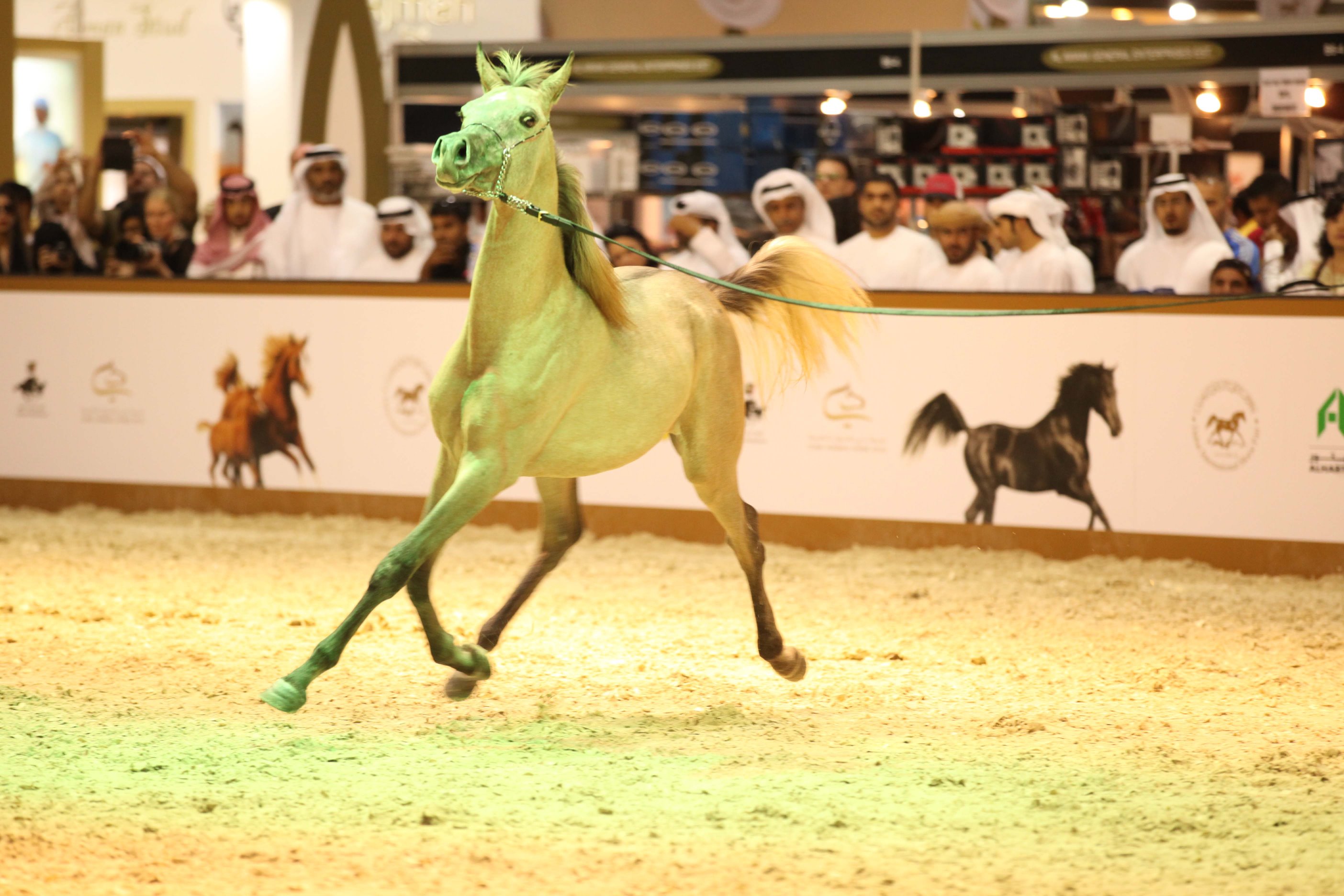 EQUESTRIAN FANS RARING TO GO DUBAI INTERNATIONAL ARABIAN HORSE
