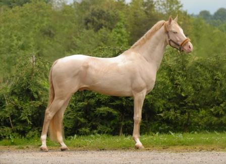 Horse Times Egypt: Equestrian Magazine :Articles :Akhal-Teke The Heavenly Horses Of Central Asia
