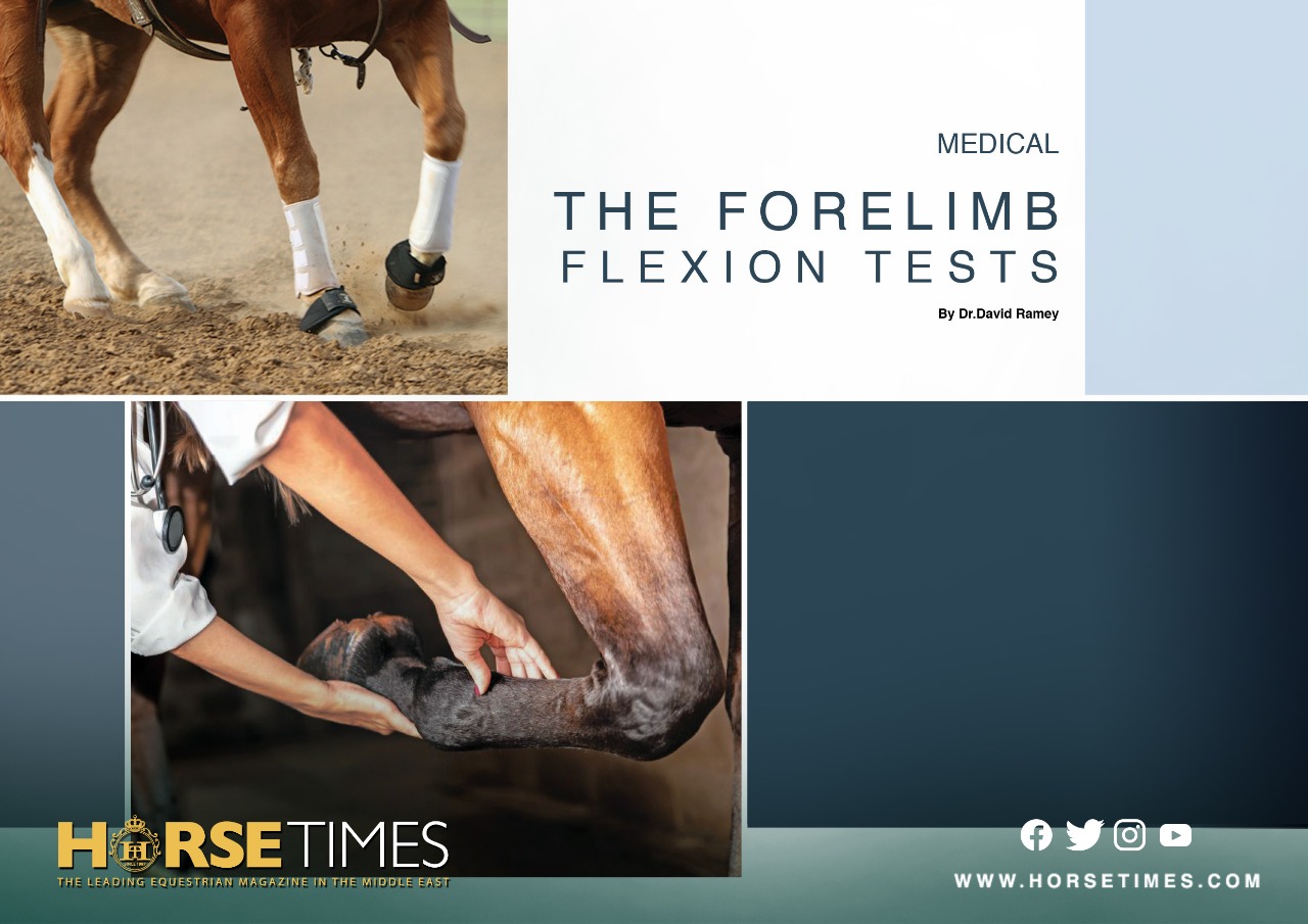 Horse Times Egypt: Equestrian Magazine :Articles :MEDICAL THE FORELIMB FLEXION TESTS