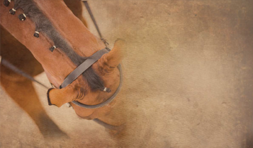 Horse Times Egypt: Equestrian Magazine :Articles :20TH ANNIVERSARY - TRAINING TIPS