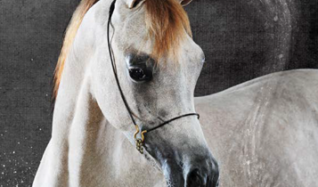 Horse Times Egypt: Equestrian Magazine :Articles :ARABIAN BEAUTY ON MOROCCAN LANDS:  A WONDERFUL EXPERIENCE