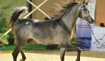 Horse Times Egypt: Equestrian Magazine :Articles :A DAY OF BEAUTY - THE 6TH AHO BREEDERS' EGYPTIAN CHAMPIONSHIP
