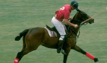 Horse Times Egypt: Equestrian Magazine :Articles :A first class act: Gezirah Polo Team