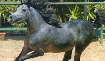 Horse Times Egypt: Equestrian Magazine :Articles :A Passion for Breeding: interview with Gawdat Hammam