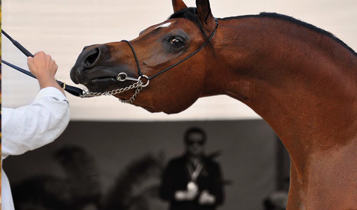 Horse Times Egypt: Equestrian Magazine :Articles :AL KHALEDIAH ARABIAN HORSE CHAMPIONSHIPS 2014 THE HORSE AS “LIVING ART”