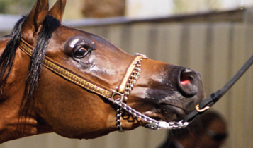Horse Times Egypt: Equestrian Magazine :Articles :Al Zahraa 2009 Beauty In The Eyes Of The Beholders