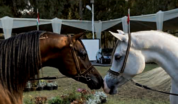 Horse Times Egypt: Equestrian Magazine :Articles :Al Zahraa 2008 International Arabian horse Show