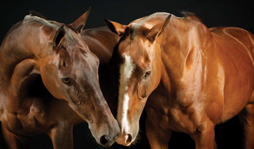 Horse Times Egypt: Equestrian Magazine :Articles :DAVID SINCLAIR PHOTOGRAPHER