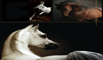 Horse Times Egypt: Equestrian Magazine :Articles :Dr Nasr Marei Capturing A Free Spirit