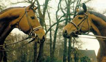 Horse Times Egypt: Equestrian Magazine :Articles :Dressage Tips: The Trot