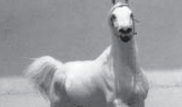 Horse Times Egypt: Equestrian Magazine :Articles :Al Zahraa Stud: the myth behind one hundred years