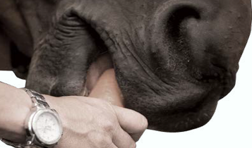 Horse Times Egypt: Equestrian Magazine :Articles :EMPLOYING GROOMS AND OTHER STAFF MEMBERS IN THE EU WORKING TIME REGULATIONS