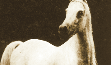 Horse Times Egypt: Equestrian Magazine :Articles :El Hossan El Misry; Al Zahraa Stud