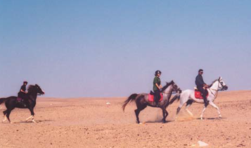 Horse Times Egypt: Equestrian Magazine :Articles :Endurance…the Egyptian way!