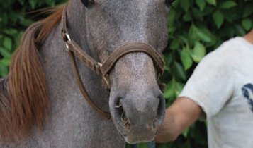 Horse Times Egypt: Equestrian Magazine :Articles :Equine Influenza