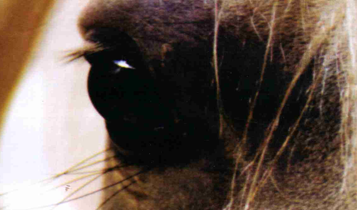 Horse Times Egypt: Equestrian Magazine :Articles :From the Horses' Mouth