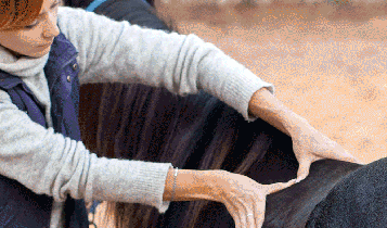 Horse Times Egypt: Equestrian Magazine :Articles :HORSE MASSAGE THERAPY