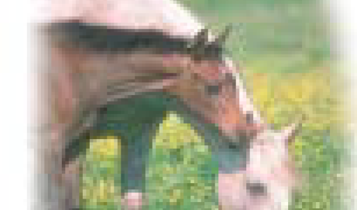 Horse Times Egypt: Equestrian Magazine :Articles :Horse Nutrition (Part 1)