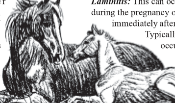 Horse Times Egypt: Equestrian Magazine :Articles :Horseback Riding Only For Beginers