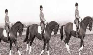 Horse Times Egypt: Equestrian Magazine :Articles :HOW TO BE A TRAINER (PART 19): DRESSAGE FOR JUMPING (PART 9)