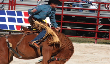 Horse Times Egypt: Equestrian Magazine :Articles :How To Be A Trainier Part 10