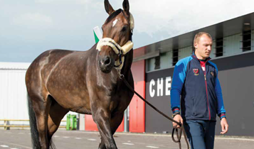 Horse Times Egypt: Equestrian Magazine :Articles :JOURNEY TO THE OLYMPICS - PSYCHOLOGY OF THE HORSE