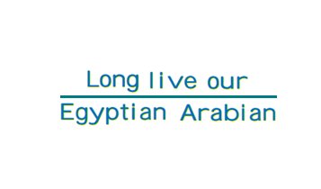 Horse Times Egypt: Equestrian Magazine :Articles :EAO Al Zahraa: the sixth National Championship, October 1999