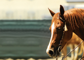 Horse Times Egypt: Equestrian Magazine :Articles :MEDICAL EQUINE MYTHS