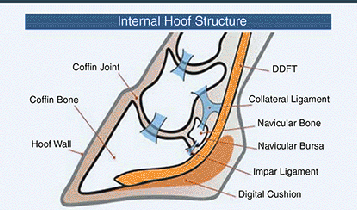 Horse Times Egypt: Equestrian Magazine :Articles :MEDICAL, THE NAVICULAR SYNDROME