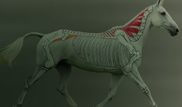 Horse Times Egypt: Equestrian Magazine :Articles :MEDICAL TIPS FEEDING HORSES FOR SPORT