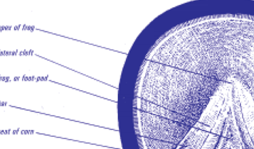 Horse Times Egypt: Equestrian Magazine :Articles :No Hoof = No Horse