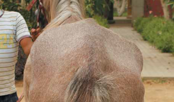 Horse Times Egypt: Equestrian Magazine :Articles :Non-Invasive Treatment Of Joint Problems (Part 2)