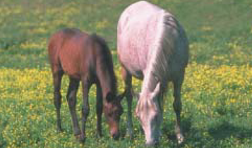 Horse Times Egypt: Equestrian Magazine :Articles :Nutrition A Done Deal