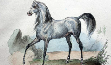 Horse Times Egypt: Equestrian Magazine :Articles :ORIENTALISM AND THE ARABIAN HORSE: PART 3 - VICTOR ADAM